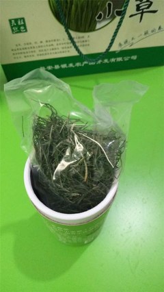 銀發(fā)食品【廠家直銷(xiāo)】(圖)|養(yǎng)生麥苗茶好喝嗎|養(yǎng)生麥苗茶