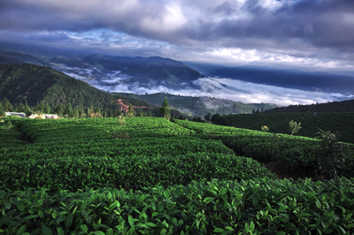 &ldquo;茶馬史詩&rdquo;:起錨的普洱市茶業(yè)億元航母編隊(duì)-名家專欄-李國(guó)標(biāo)-云南普洱茶信息綜合門戶網(wǎng)-普洱中國(guó)
