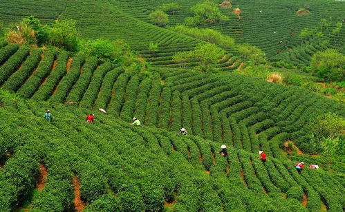 第十七屆中國(guó)茶業(yè)經(jīng)濟(jì)年會(huì)圓滿落幕浉河區(qū)喜獲多項(xiàng)榮譽(yù)